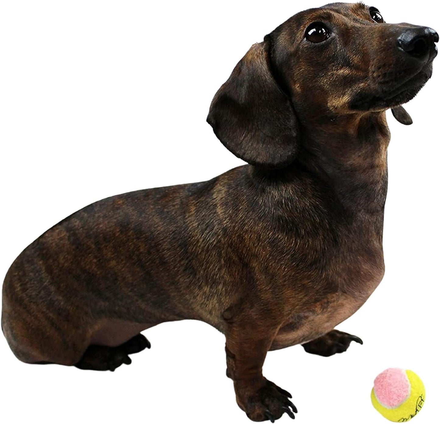 X-Small Dog Tennis Balls 1.5" - Pack of 12 Mini Fetch Balls in Yellow and Pink for Puppies